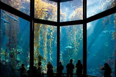 the aquarium monterey ca